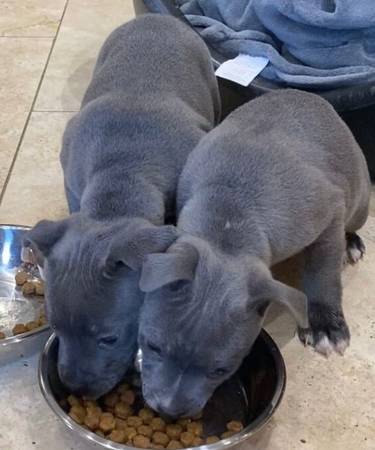 Blue Eyes Pups 1