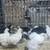 Bantam Cochins 5 thumbnail