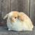 Holland Lop Baby Rabbits 8 thumbnail