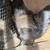 3 Laying Hens 2 thumbnail