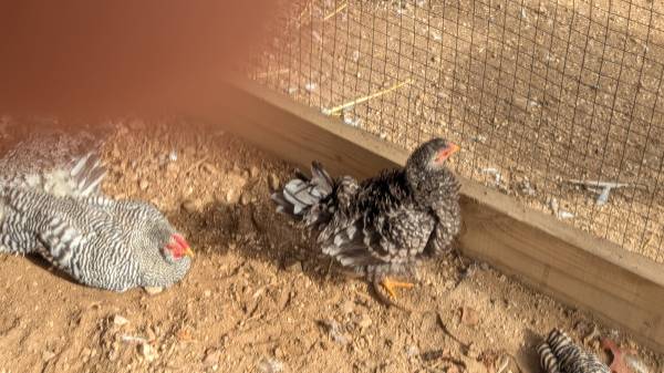 FRIZZLE SILKIE ROOSTER 1
