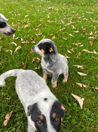 Hembra Blue Heeler (Audubon)63848557991809124