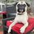 Pug Rehome 3 thumbnail