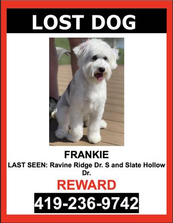 LOST PET - WHITE AND GREY / BERNEDOODLE  / FEMALE - $ Reward $ 1