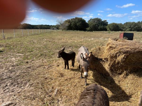 miniature Male donkey 1