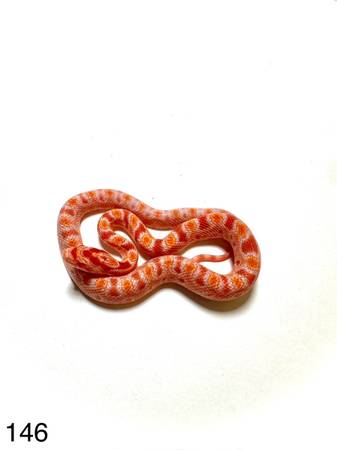 Corn snakes 1