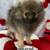 Pomeranian Puppy 3 thumbnail