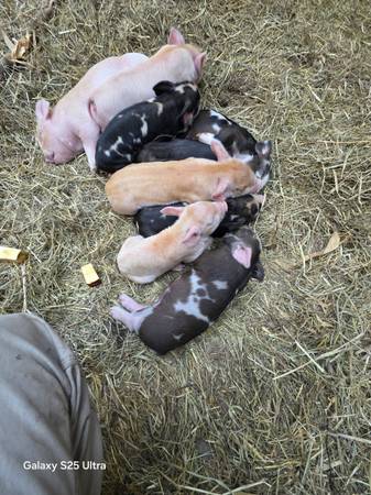 IPP piglets 1