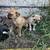 Pug Shih tzu mix 5 thumbnail