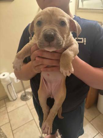 Cachorros de pitbull (Bloomington)63658636792835123