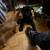 8 weeks old female cane corso for sale 3 thumbnail