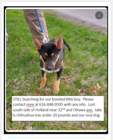 small dog still missing--still searched for (holland)64213050860802120