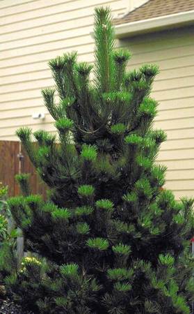 Austrian Pine Tree 1
