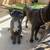 1 Male Cane Corso 2 thumbnail