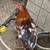 Chickens 4 thumbnail