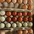Starter flock , hatching eggs ,call ducks, chicken 1 thumbnail