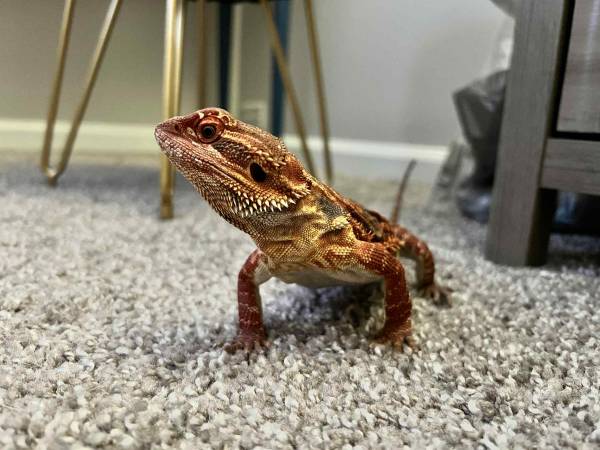 Rehoming my bearded dragon (Aurora)63844234500481122