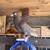 Afghan pigeons/pigeons 13 thumbnail