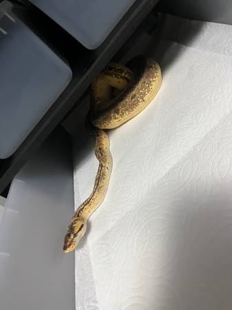 Female Ball Python (Puyallup)63688881260035123