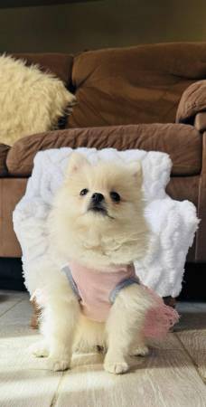 Beautiful Pomeranian female 1