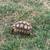 Sulcata Tortoise 2023 4 thumbnail