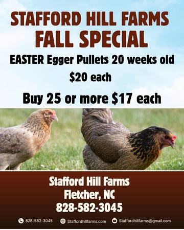 EASTER EGGER PULLETS- 20 WEEKS OLD 1