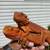 Bearded dragon 2 thumbnail
