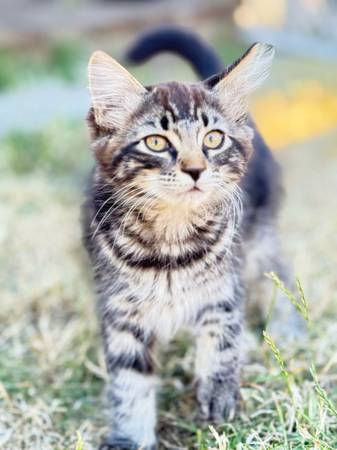 Free older kittens (Graham)63853558137217124