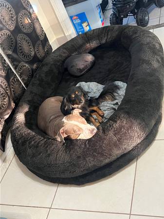 rehoming Pomeranian dachshund mix (port st lucie)63832903128707123