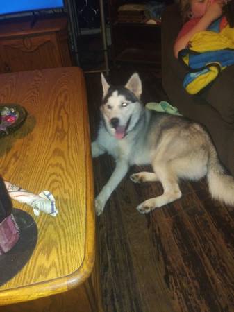 Macho husky633828916540191218