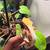 Crested gecko Red base lilly white 5 thumbnail
