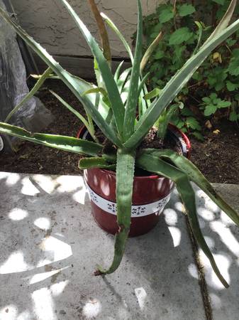 Potted aloe vera, 2 ‘ tall 1