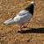 Pigeons for sale 2 thumbnail
