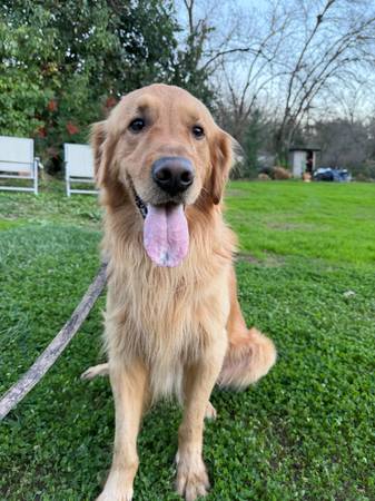 Golden retriever Male 1