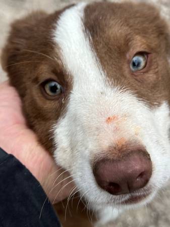 Border Collies Puppies For Sale 1