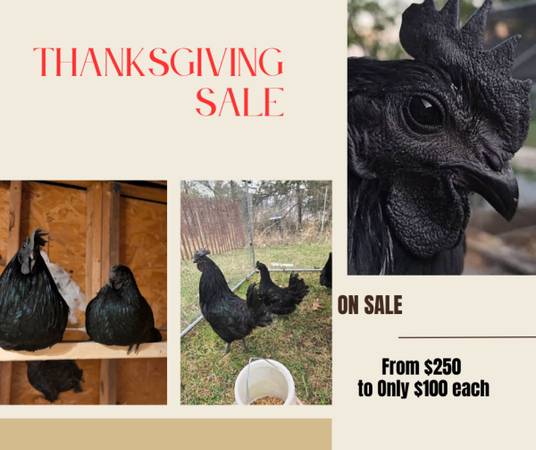Ayam Cemani Hens – Rare Breed Chicken 1