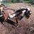 Mini Nubian bucks 3 thumbnail