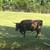 Heifer mini Hereford/ Dexter cross 2 thumbnail