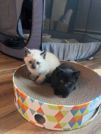 Kittens (Vancouver)63916449691779123