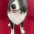 Border Collie by  Conversation Concepts DAF62 6 thumbnail
