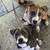 Puppy to adopt 3 thumbnail