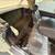 1981 Mercedes-Benz 380 sedan Beige 12 thumbnail