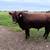 Red angus bull 3 thumbnail