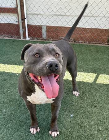 Urgent Big Boy dog (Salinas)63696471242369123