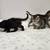 Kittens 4 thumbnail