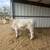 Heifer 1 thumbnail