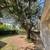 Sals Landscaping Services and Maintenance 10 thumbnail