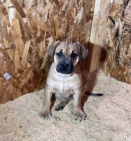 Cachorro de Presa Canario (Marietta)63881506878595123