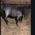 Miniature Blue Roan Stud Colt 1 thumbnail
