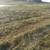 1ST CUT GRASS HAY MIX LARGE ROUNDS 4 thumbnail